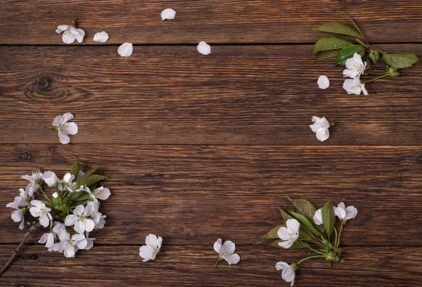 Spring flowers. Branches of a flowering cherry on a brown table. Top view.