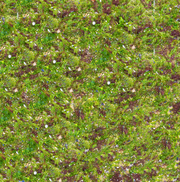 istock The texture of seaweed. Wet sandy beach 840931468