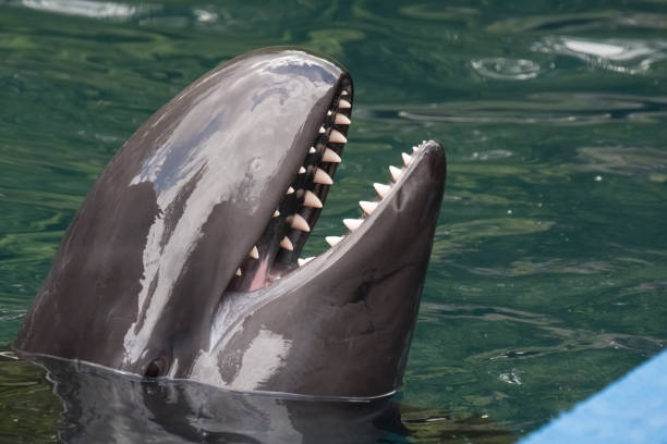 istock False killer whale, It shares characteristics with the more widely known killer whale (Orca) in appearance amnd behavior both species attack and kill other marine mammals. Vancouver, BC, Canada 840932070