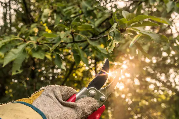 Hand with garden scissors in working glove in front of green trees