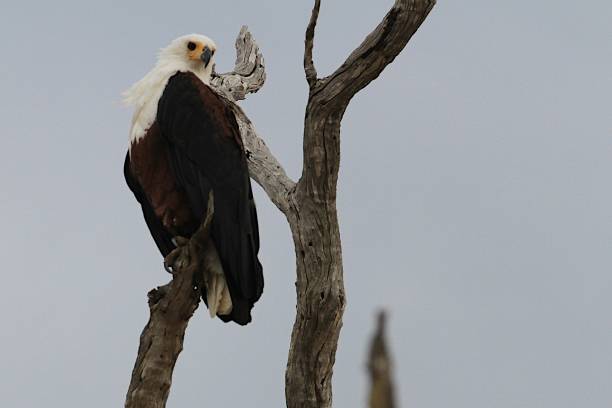 istock Fish eagle at Rufiji River, Tanzania 840932354