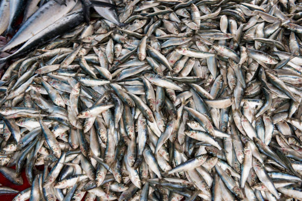 istock Fish catch from the Indian Ocean 840935024