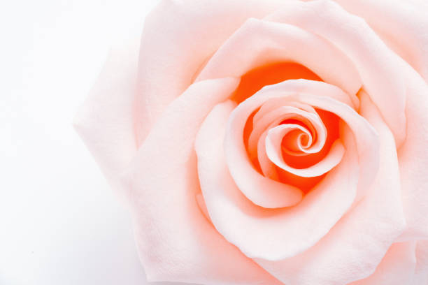 istock Background with beautiful pink rose 840935410