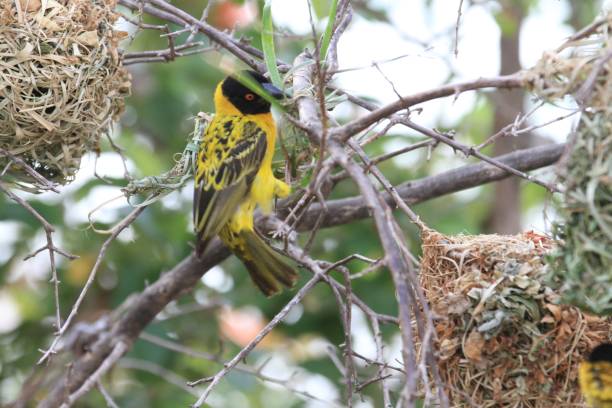 istock Weaver bird, Selous Game Reserve, Tanzania 840936440