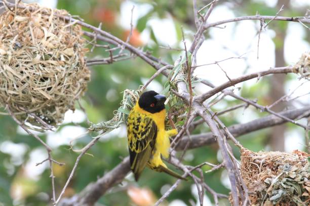 istock Weaver bird, Selous Game Reserve, Tanzania 840936482
