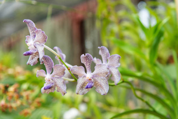 istock Beautiful orchid blossoming in a greenhouse 840936600
