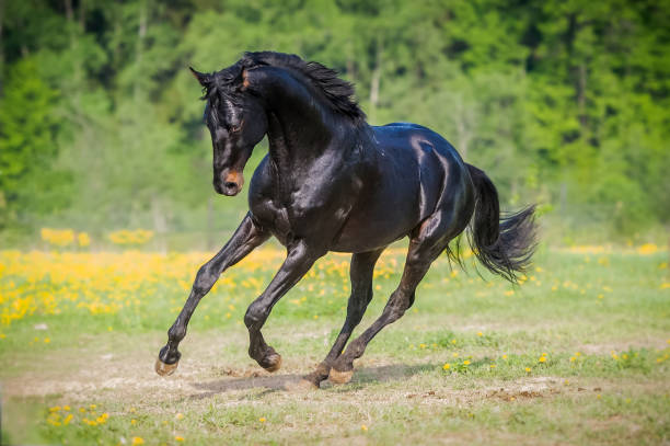 cheval noir court galop sur l’alpage en été - livestock horse bay animal photos et images de collection