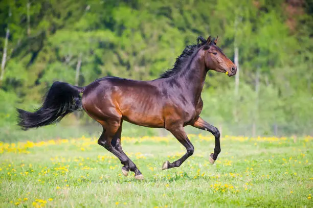 Black horse runs gallop in summer time on green grass