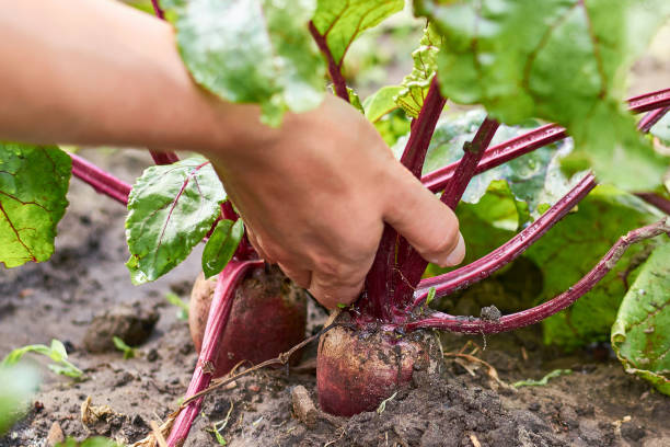The girl pulls the young red beet from the garden with her hand. Concept of rural life and domestic vegetables stock photo