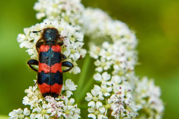 istock Black and red beetle sits on white flowers 840939752