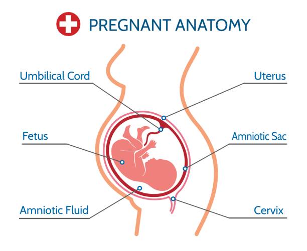 ilustrações, clipart, desenhos animados e ícones de ilustrações médicas de anatomia de gravidez - fetus