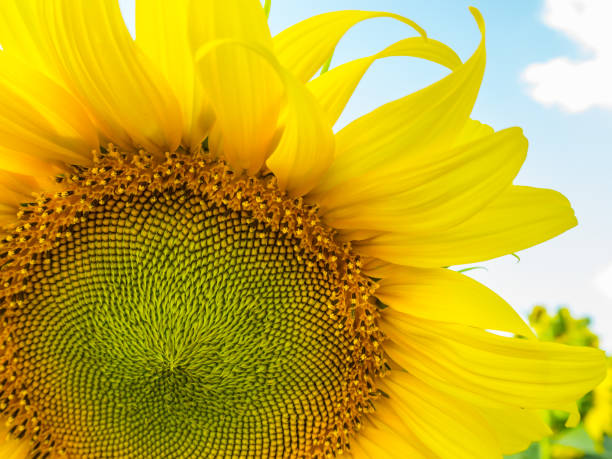 istock close up sunflower with sunflower field and cloud in blue sky 840943992