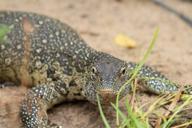 istock Lizard at Rufiji river, Tanzania 840944550