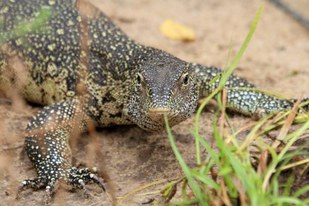 istock Lizard at Rufiji river, Tanzania 840944608