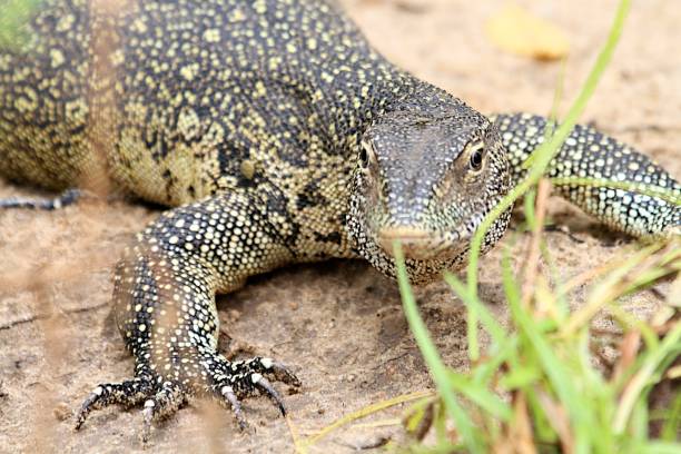 istock Lizard at Rufiji river, Tanzania 840944610