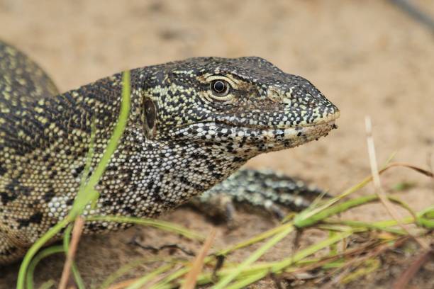 istock Lizard at Rufiji river, Tanzania 840944736