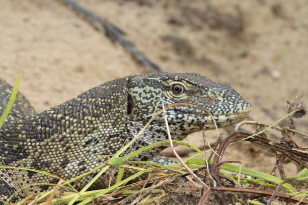 istock Lizard at Rufiji river, Tanzania 840944764