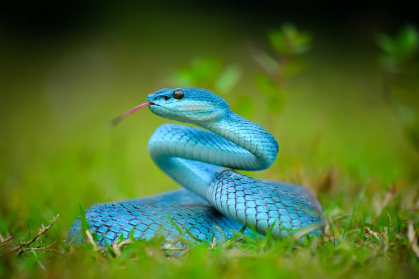 trimeresurus insularis blau, schöne grubenotter - snake wildlife tropical rainforest reptile stock-fotos und bilder