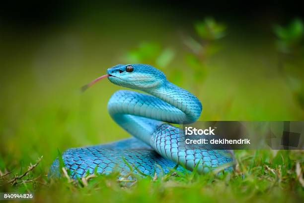 Trimeresurus Insularis Blue Beautiful Pit Viper Stock Photo - Download Image Now - Snake, Animal, Blue