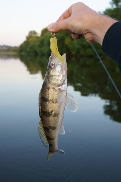 istock Volga zander in fisherman's hand 840947844