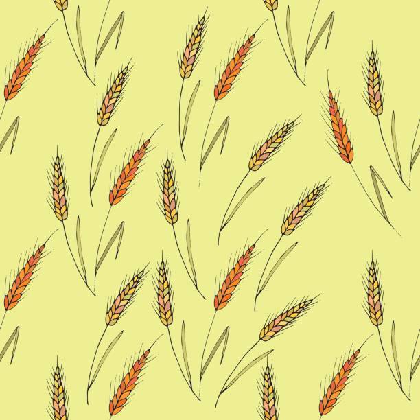 bezszwowe tło wektorowe z kolcami pszenicy - autumn clothing corn crop fashion stock illustrations