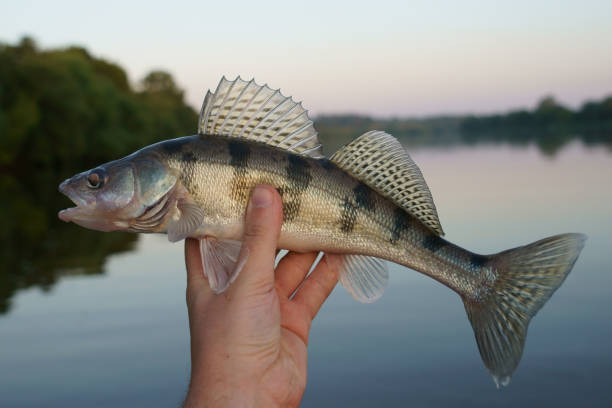 istock Volga zander in fisherman's hand 840948628