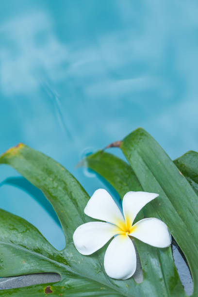 istock Frangipani Plumeria flower tropical pool 840948950