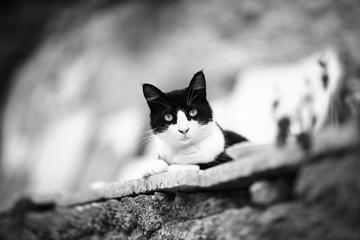 A kitten sitting on the floor. A domestic pet on the street. Small cat walking outside.