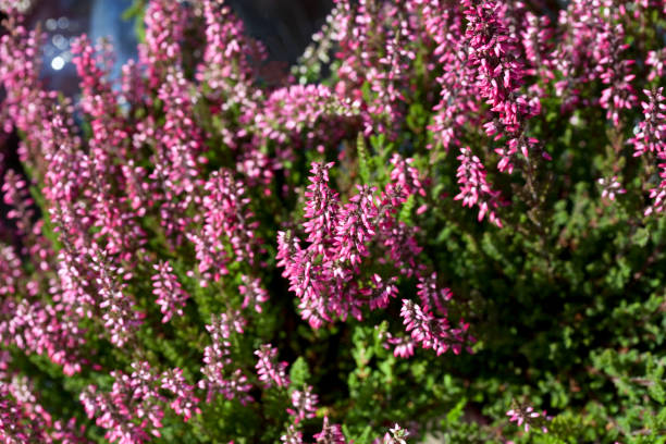 Calluna Vulgaris - Heather Can be used as a background heather photos stock pictures, royalty-free photos & images