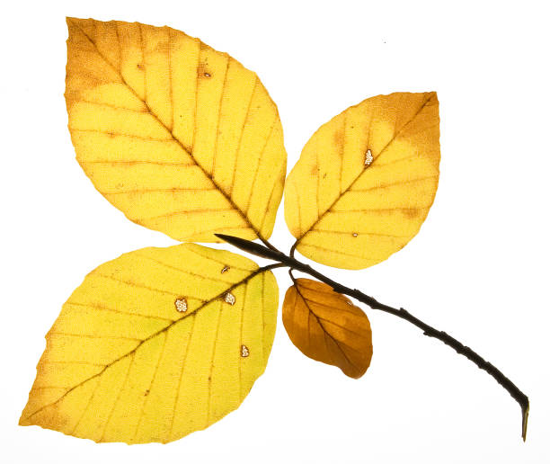 istock decay of beech leaves 840961412