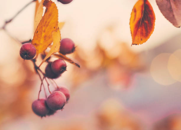 Background for Autumn with berries and leaves