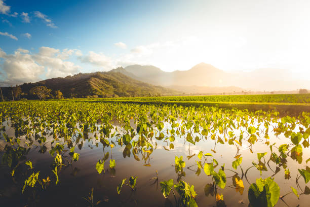 taro-felder-landwirtschaft, hawaii-inseln - hanalei stock-fotos und bilder