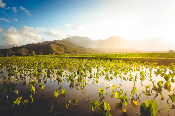 Photo of taro fields agriculture, hawaii islands