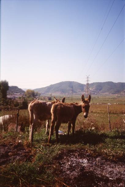 istock Donkeys in Albania 840965142