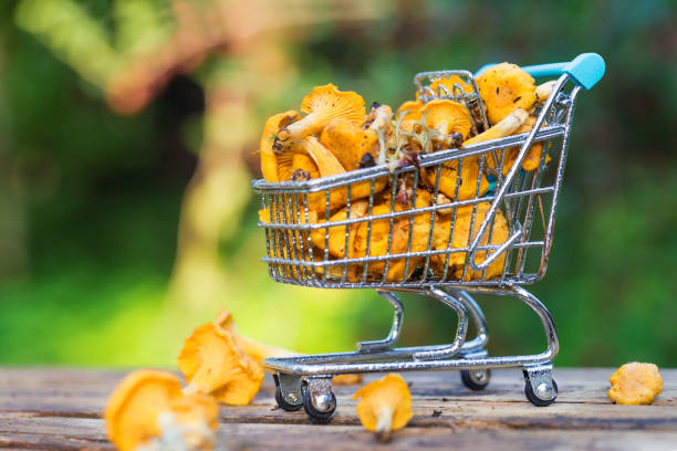 Heap of fresh yellow forest chanterelle mushrooms in market basket on wooden background