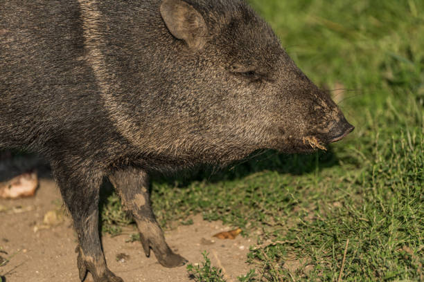 istock Peccary under evening sun in green grass 840971678
