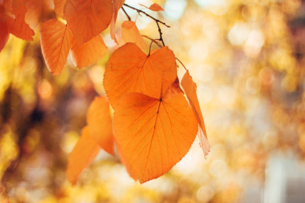 istock Autumn leaves on glowing blurry background 840971788