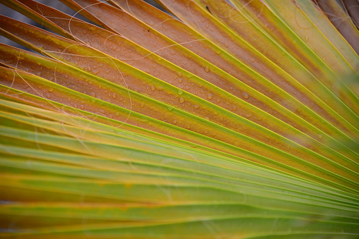 Spain, jungle, palm leaves, green, light