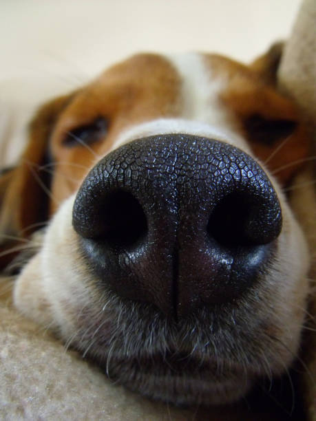 istock Extreme perspective of a dog's snout 840978134