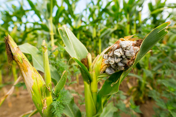 huitlacoche - carbón del maíz, hongos, trufa mexicana - genetic modification corn corn crop genetic research fotografías e imágenes de stock
