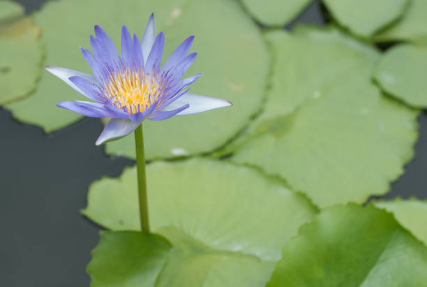 water lily, lotus in nature
