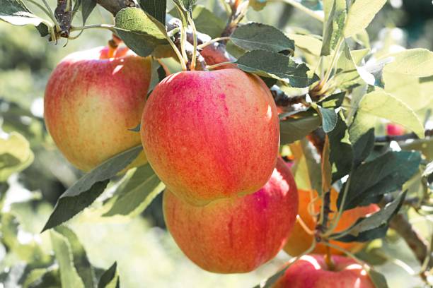 istock Red apple on branch with green leaf 840979742