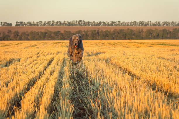 istock Large grey irish wolfhound runs along the stubble 840985152