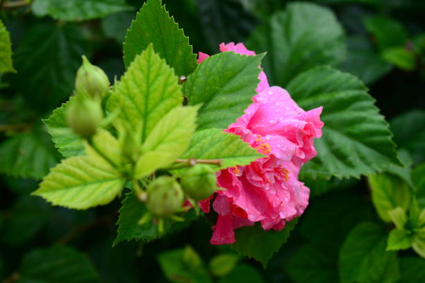 istock Hibiscus/Hibiscus flowering in Spain 840985472