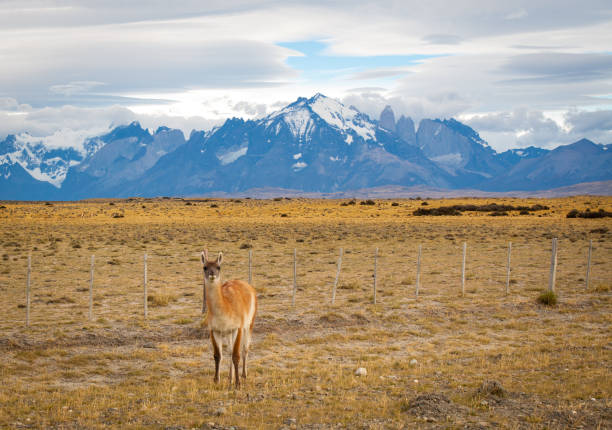гуанако и торрес-дель-пейн - argentina patagonia andes landscape стоковые фото и изображения