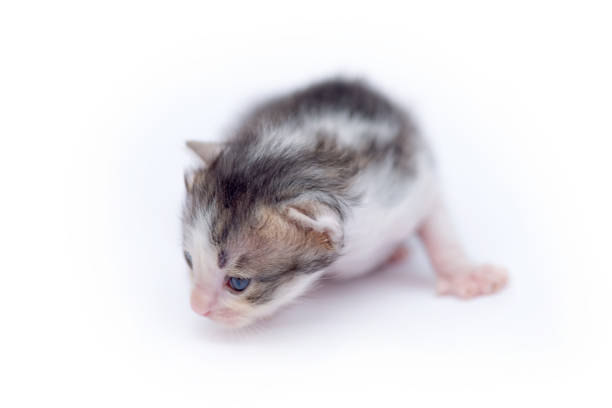 very first steps of a baby kitten exploring its surroundings. These abandoned kittens are in search of a caring forever home