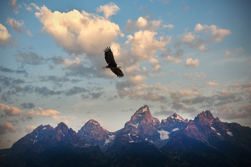 A lone American Bald Eagle soars against the backdrop of the Grand Tetons Mountains in Grand Teton Nation Park, Wyoming