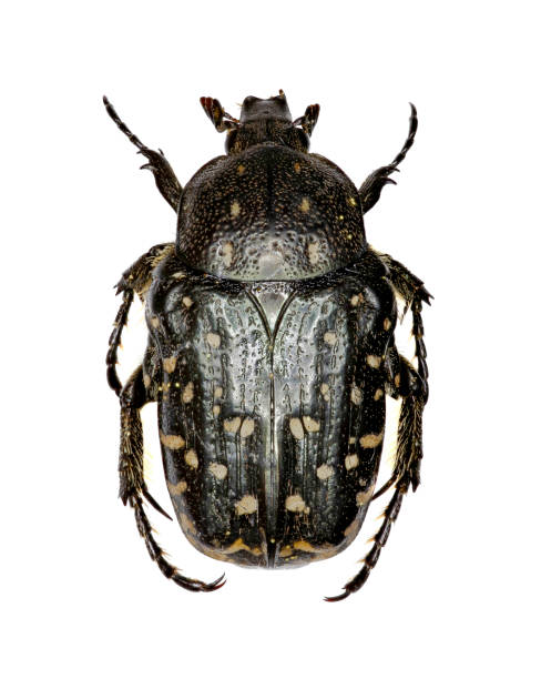 istock Mediterranean Spotted Chafer on white Background  -  Oxythyrea funesta  (Poda, 1761) 840990568