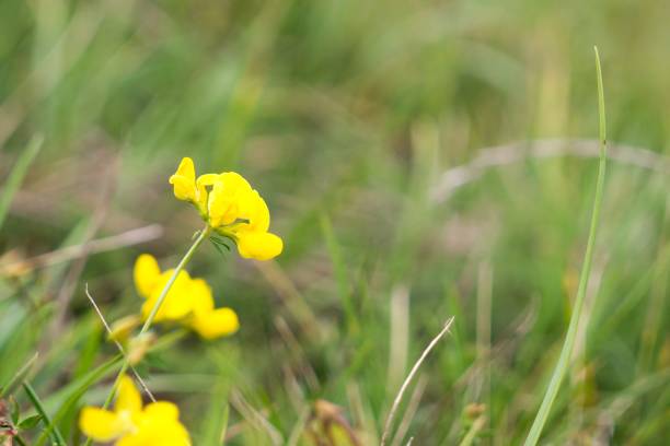 istock Yellow flower in nature. 840990620
