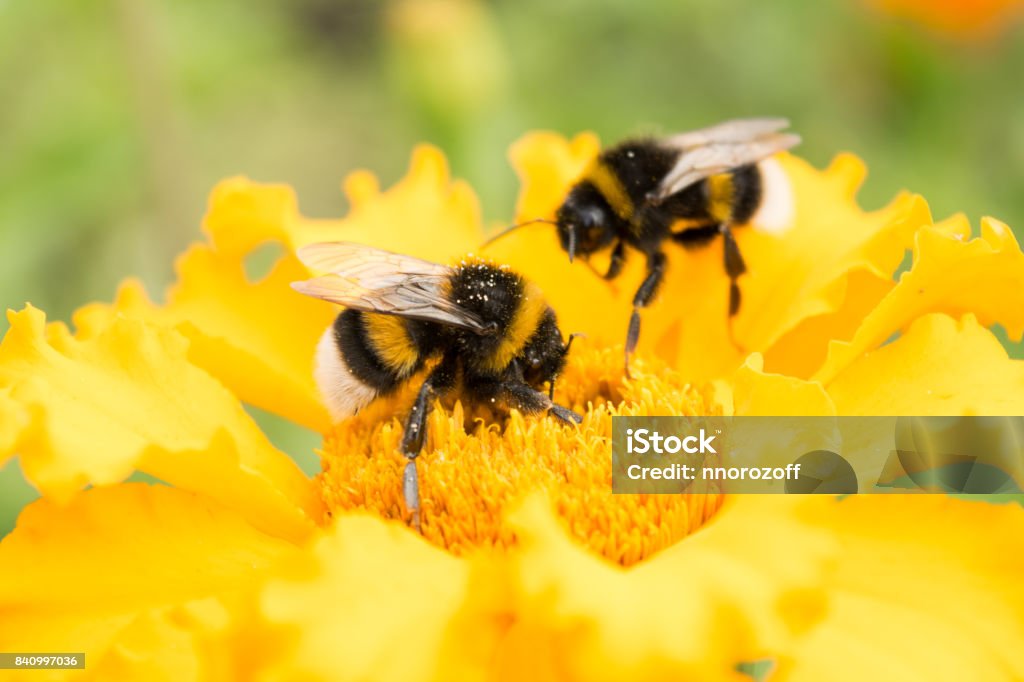 bumblebee on a yellow flower collects pollen, selective focus two bumblebees on a yellow flower collects pollen, selective focus, nature background Bee Stock Photo